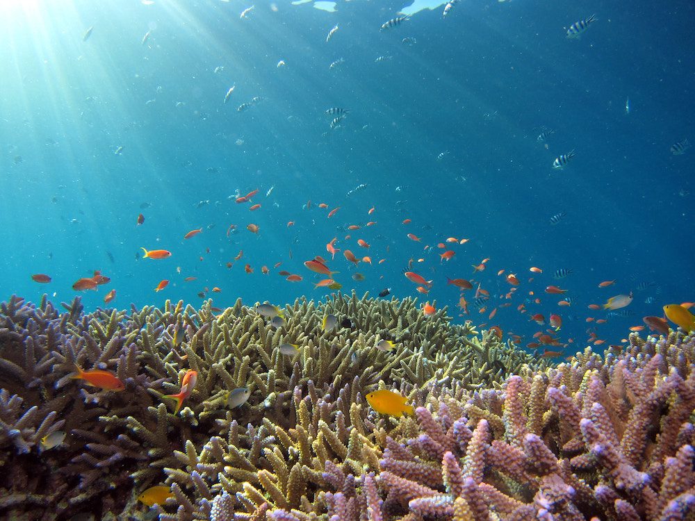 A gorgeous underwater scene with colorful fish and lively coral, the Topago Cays are a protected marine park that allows for snorkelling in the Caribbean.