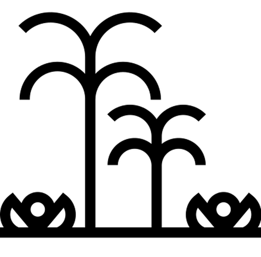 Tropical Garden